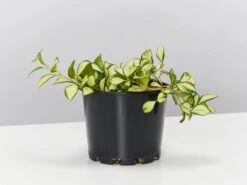 Hoya Heuschkeliana Variegata