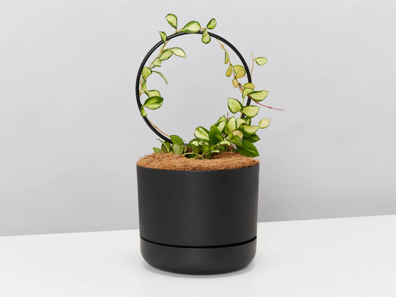 Hoya Gift Box - Includes Pot + Plant Stake + Soil - Image 5