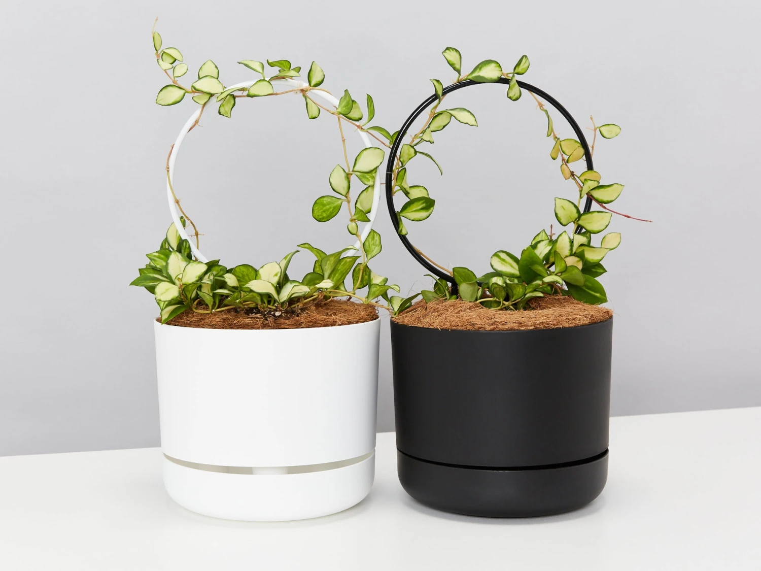 Hoya Gift Box - Includes Pot + Plant Stake + Soil - Image 4