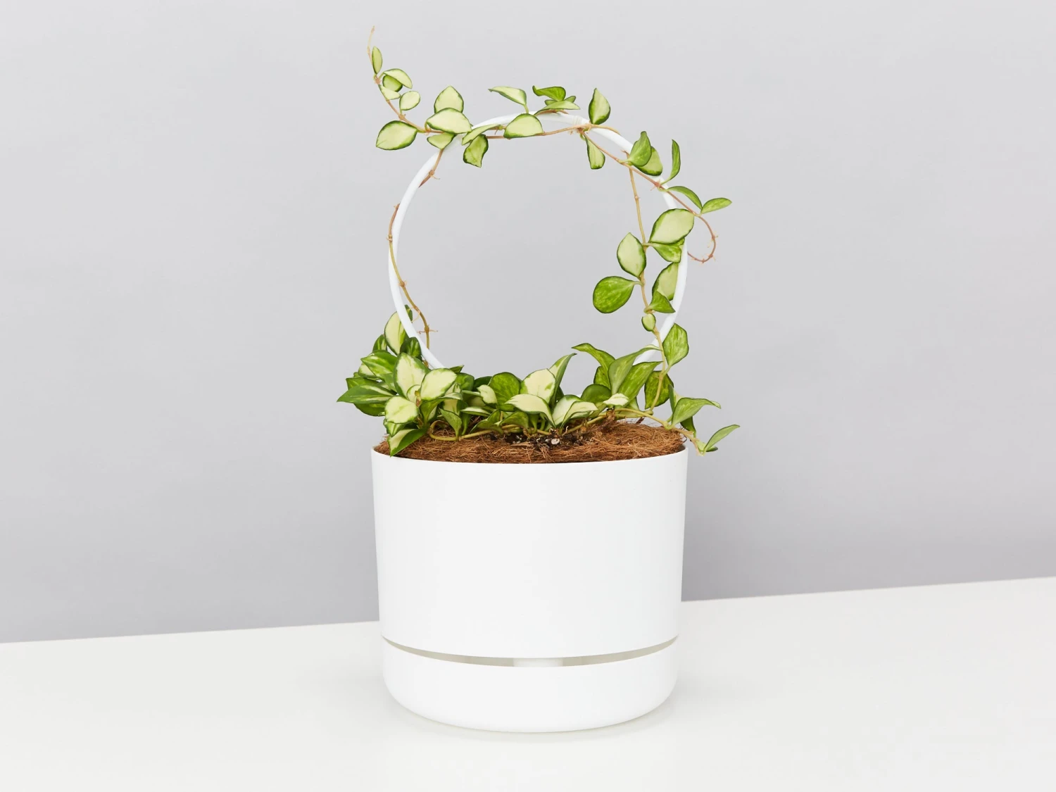 Hoya Gift Box - Includes Pot + Plant Stake + Soil - Image 8