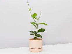 Hoya Coronaria Red - Pot + Plant + Soil