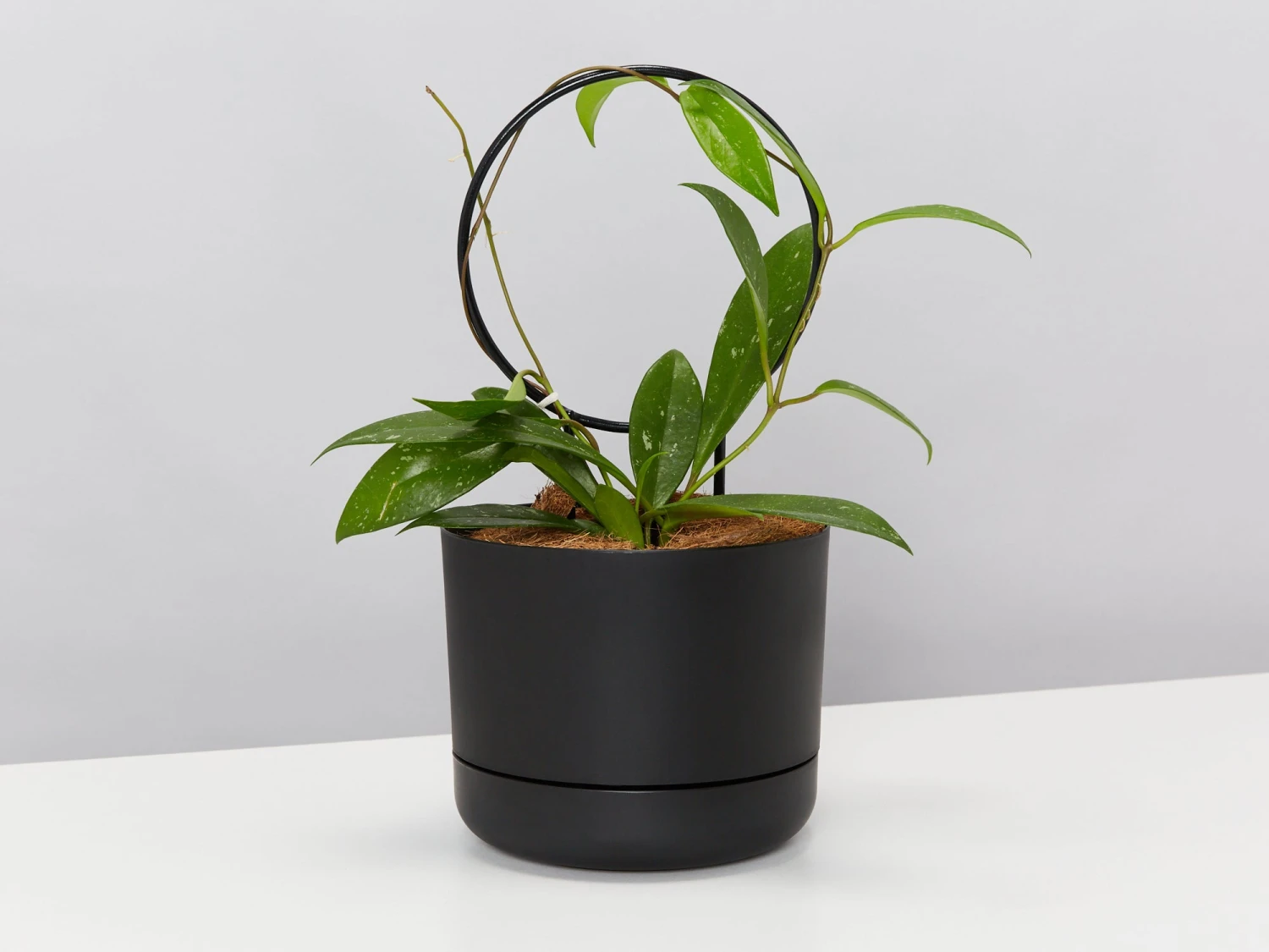 Hoya Gift Box - Includes Pot + Plant Stake + Soil - Image 2