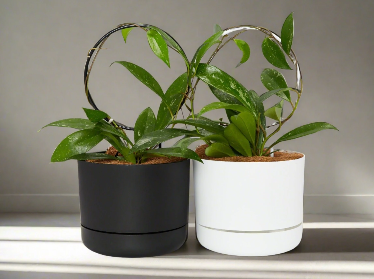 Hoya Gift Box - Includes Pot + Plant Stake + Soil