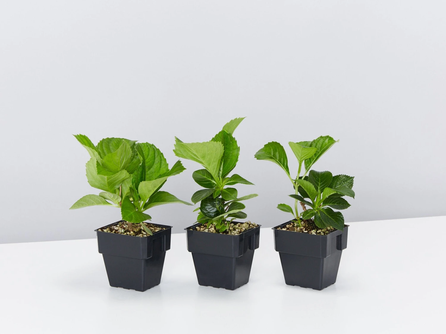 Hydrangea Mixed - 85mm