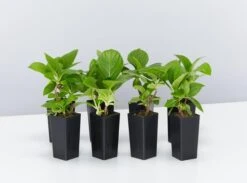 Hydrangea Macrophylla