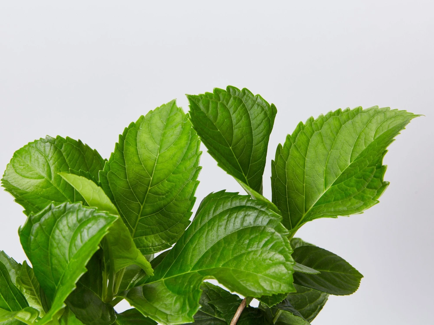 Hydrangea Mixed - 85mm - Image 2