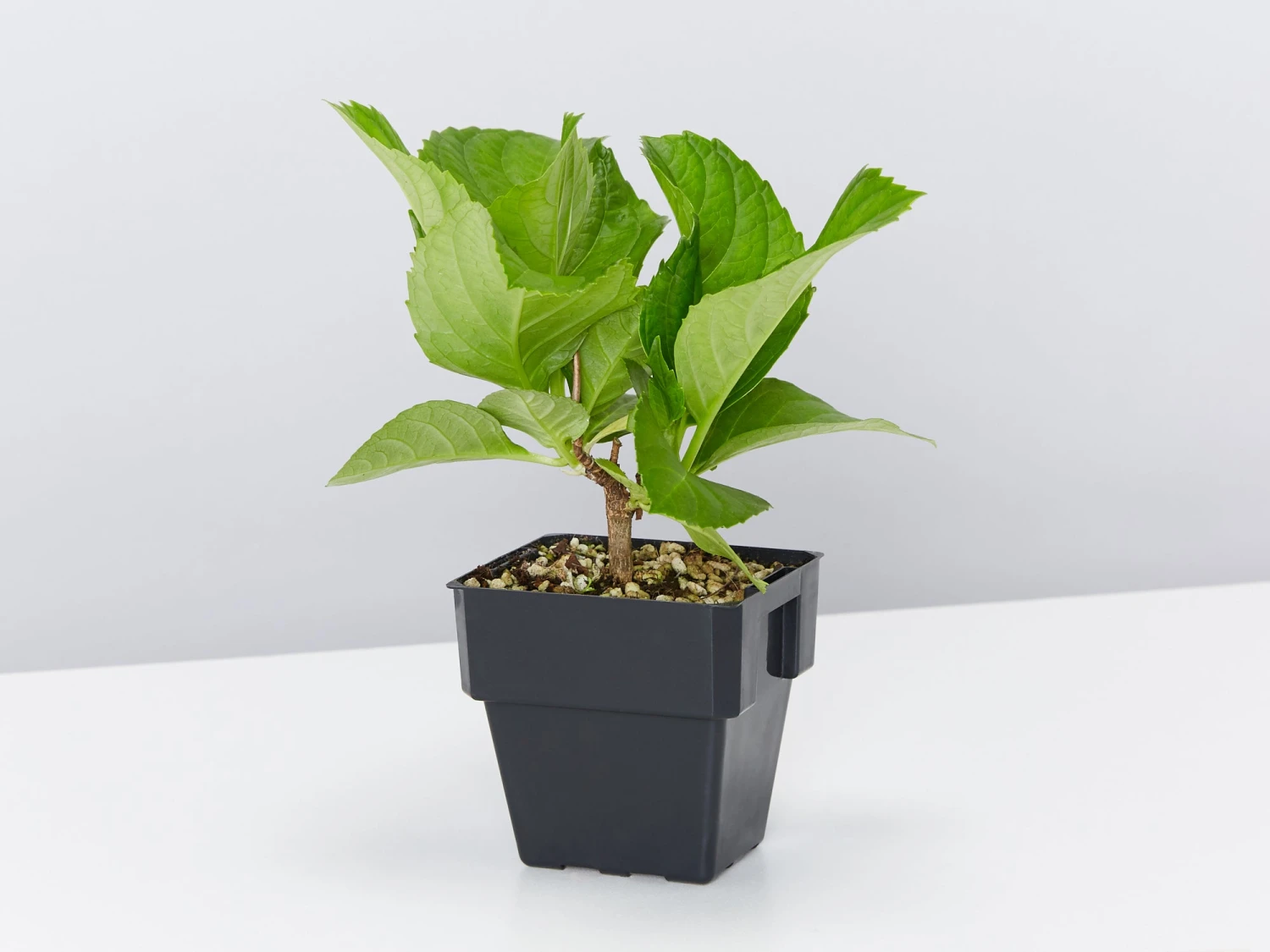 Hydrangea Mixed - 85mm - Image 3