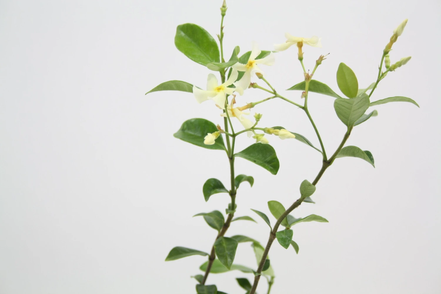 Trachelospermum Yellow Star - Image 2