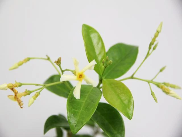 Trachelospermum Yellow Star - Image 4