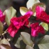 Bougainvillea Magenta Glory