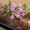 Assorted Box Of Bougainvillea Plants - Large
