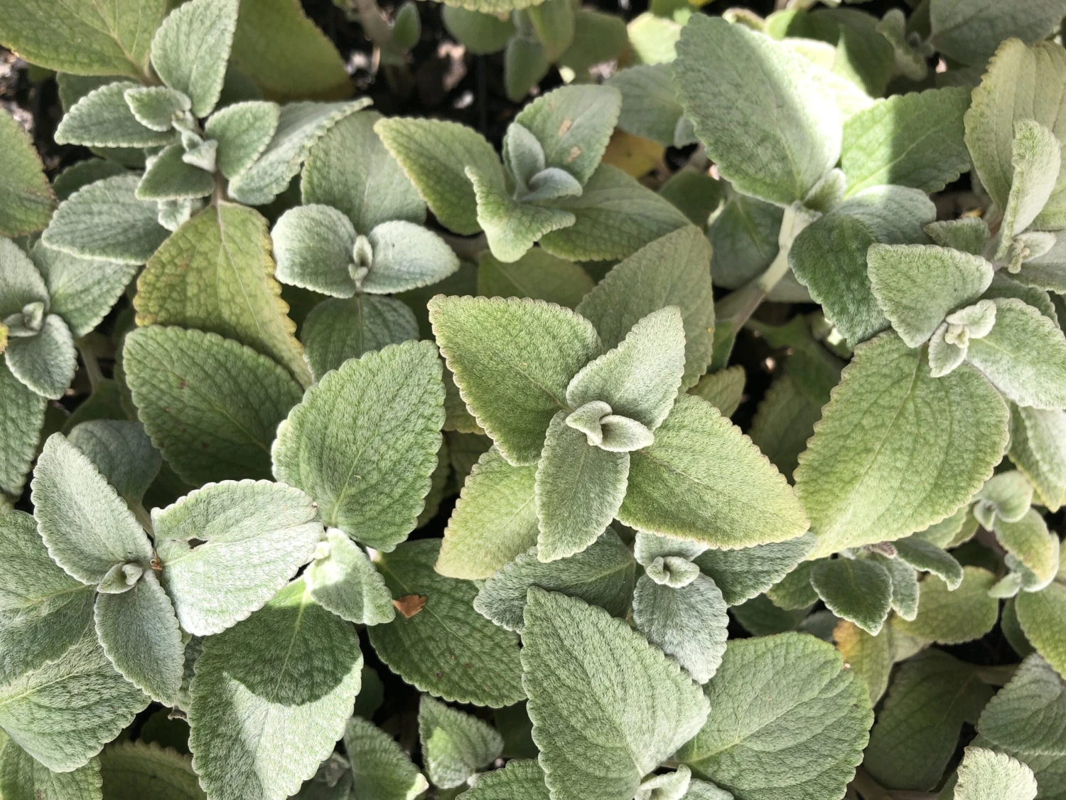 Plectranthus Argentatus - Image 4