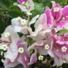 Bougainvillea Aiskrim