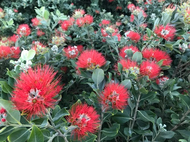 Metrosideros Spring Fire - Image 3