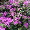 Bougainvillea Lilac Cascade