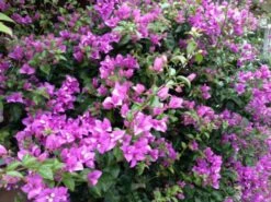 Bougainvillea Lilac Cascade