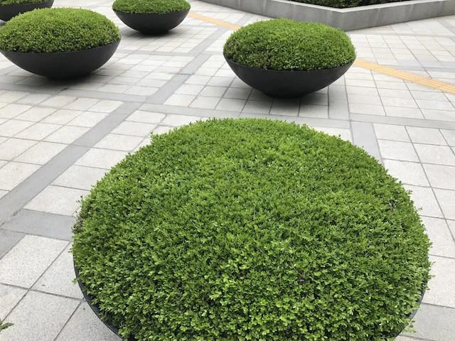 Buxus Microphylla Japonica - Image 4