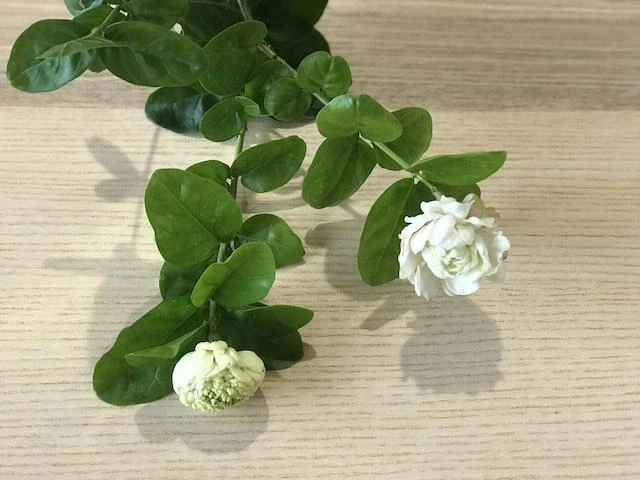 Jasminum"Chinese Emperor" - Image 2