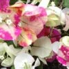 Bougainvillea Chitra