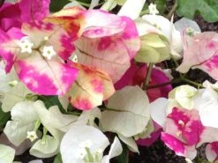 Bougainvillea Chitra
