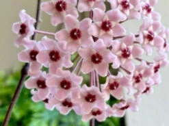 Hoya Krimson Princess Gift Box - Includes Stake