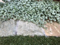 Silvery Grey & Blue Foliage Collection