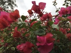 Bougainvillea Temple Fire - 85mm