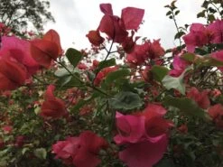 Bougainvillea Temple Fire