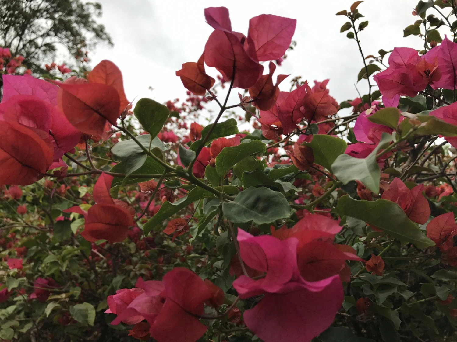 Bougainvillea Temple Fire