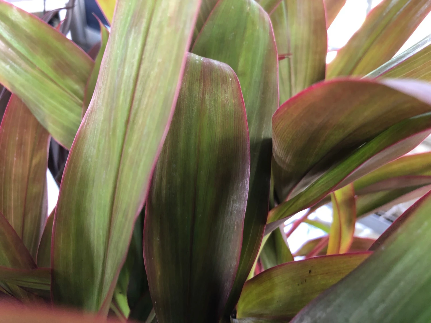 Cordyline Mixed Pack - Image 4