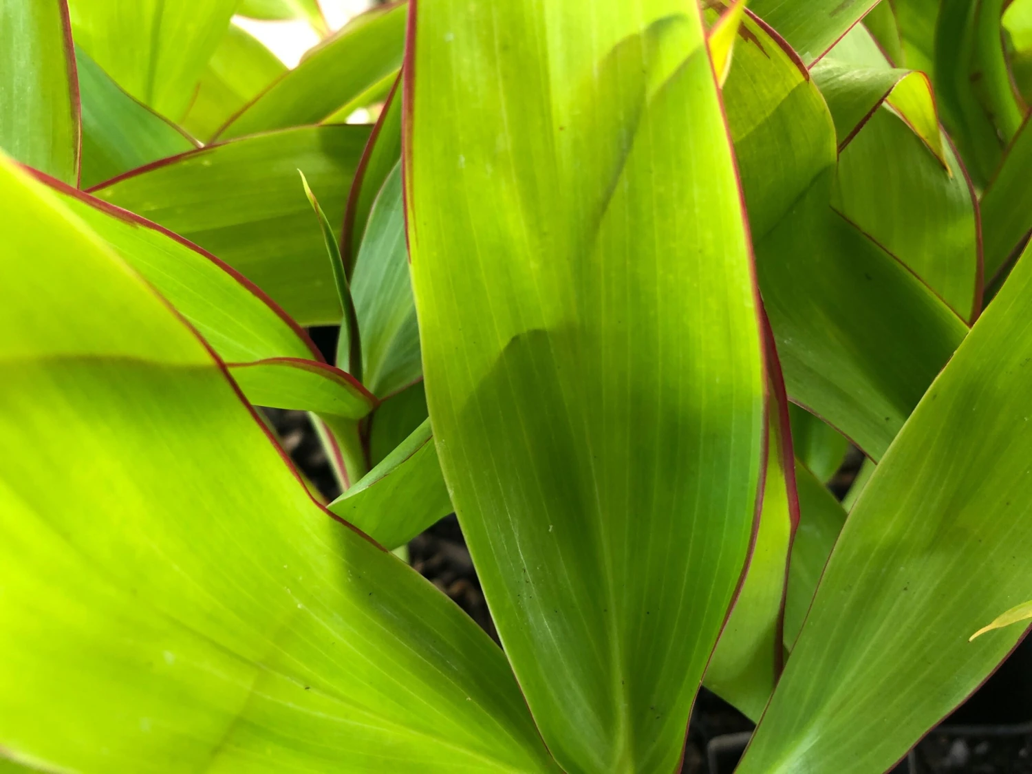 Cordyline Mixed Pack - Image 5