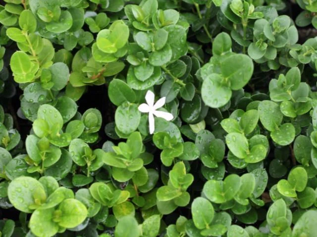 Carissa Grandiflora 'Desert Star' Plants - Image 6