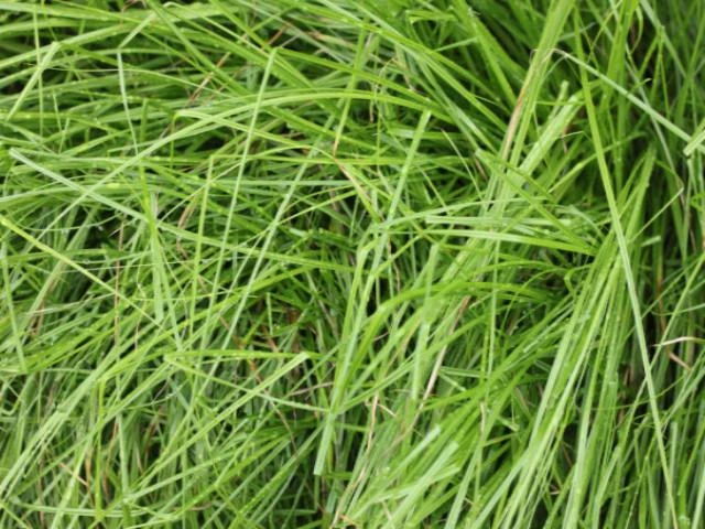 Carex Appressa - Image 2