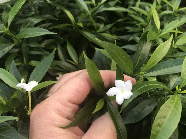Tabernaemontana Corymbosa - Larger Plants - Image 3