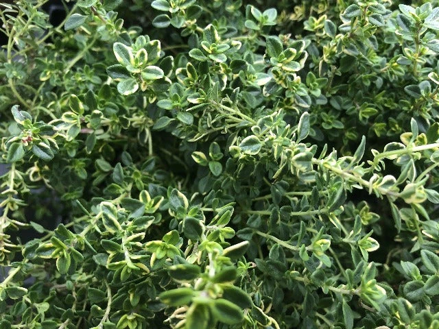 Thymus X Citriodorus Variegated Lemon Thyme - Image 5