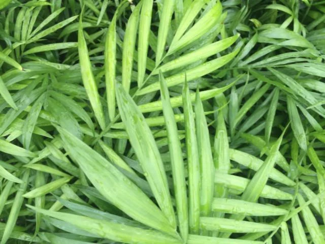 Chamaedorea Elegans Parlour Palm - Image 2