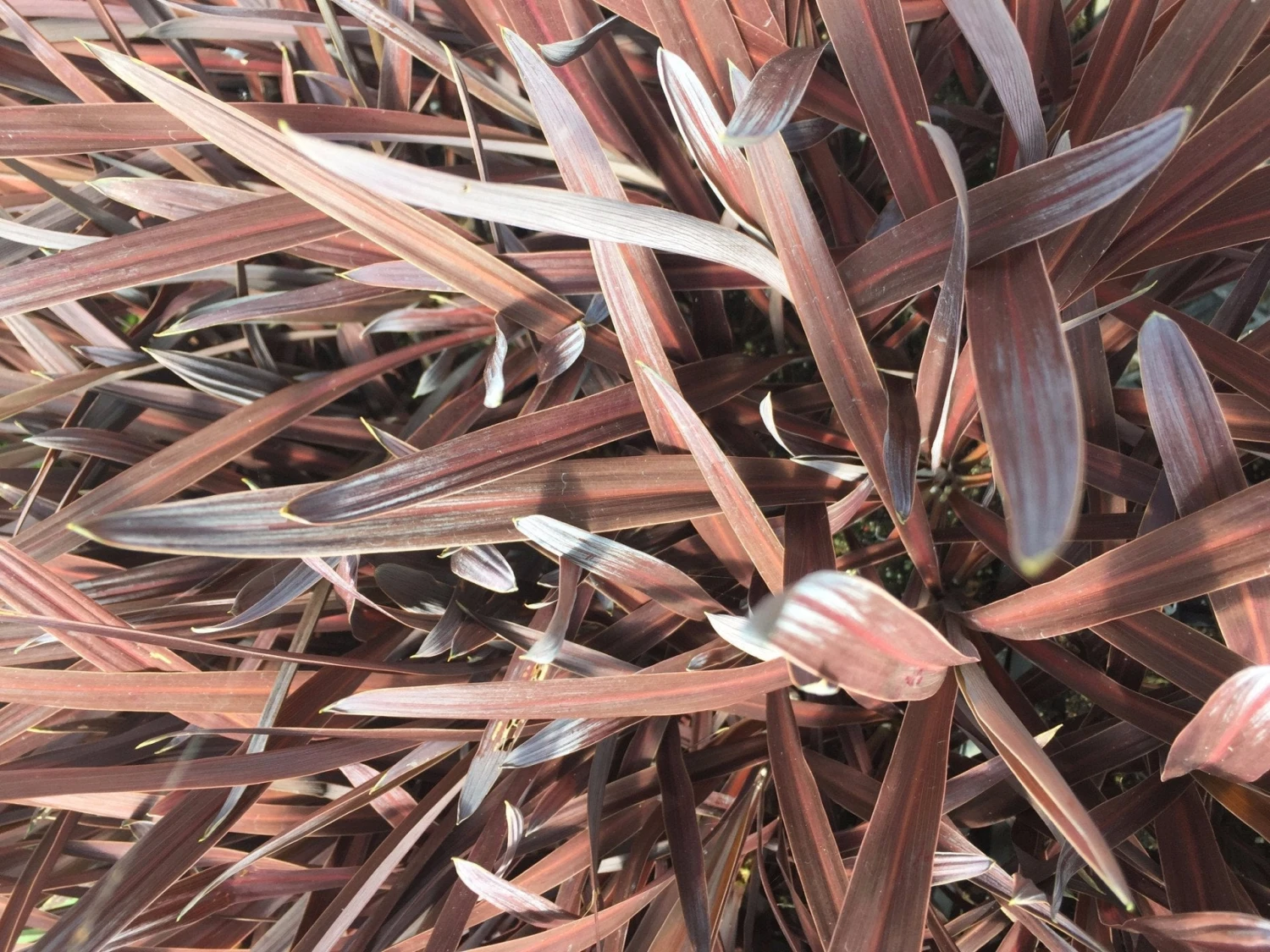 Cordyline Terminalis 'Red Sensation' - Image 6
