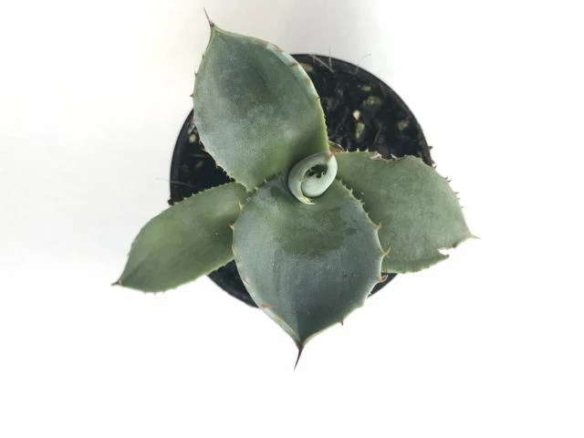 Agave Parryi Truncata - Image 3