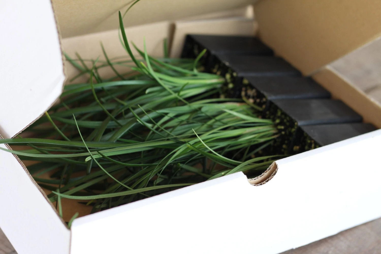 Liriope Evergreen Giant Plant (Grass-Like) Packs - Image 7