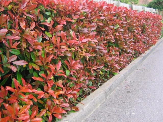 Photinia Red Robin Hedge Pack - Image 3