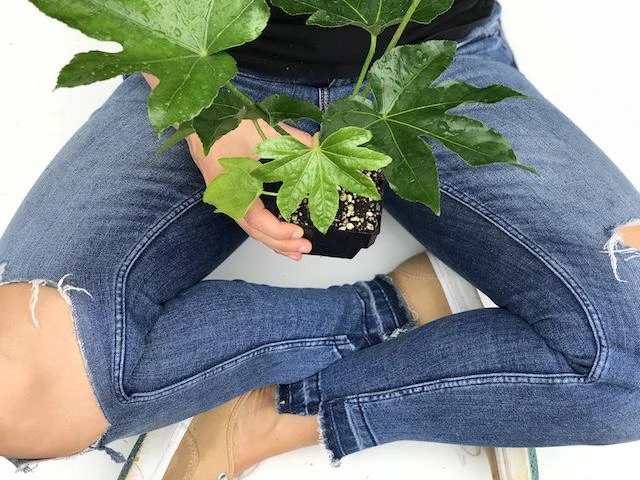 Fatsia Japonica - Image 2