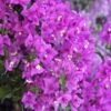 Bougainvillea Purple Cascade - 85mm