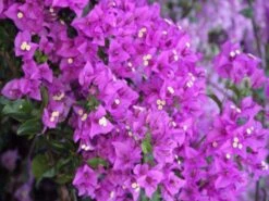 Bougainvillea Purple Cascade