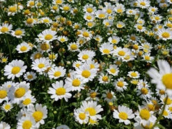 Chrysanthemum Snowland Daisy