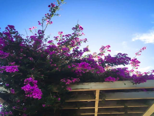 Assorted Box Of Bougainvillea Plants - Large - Image 8