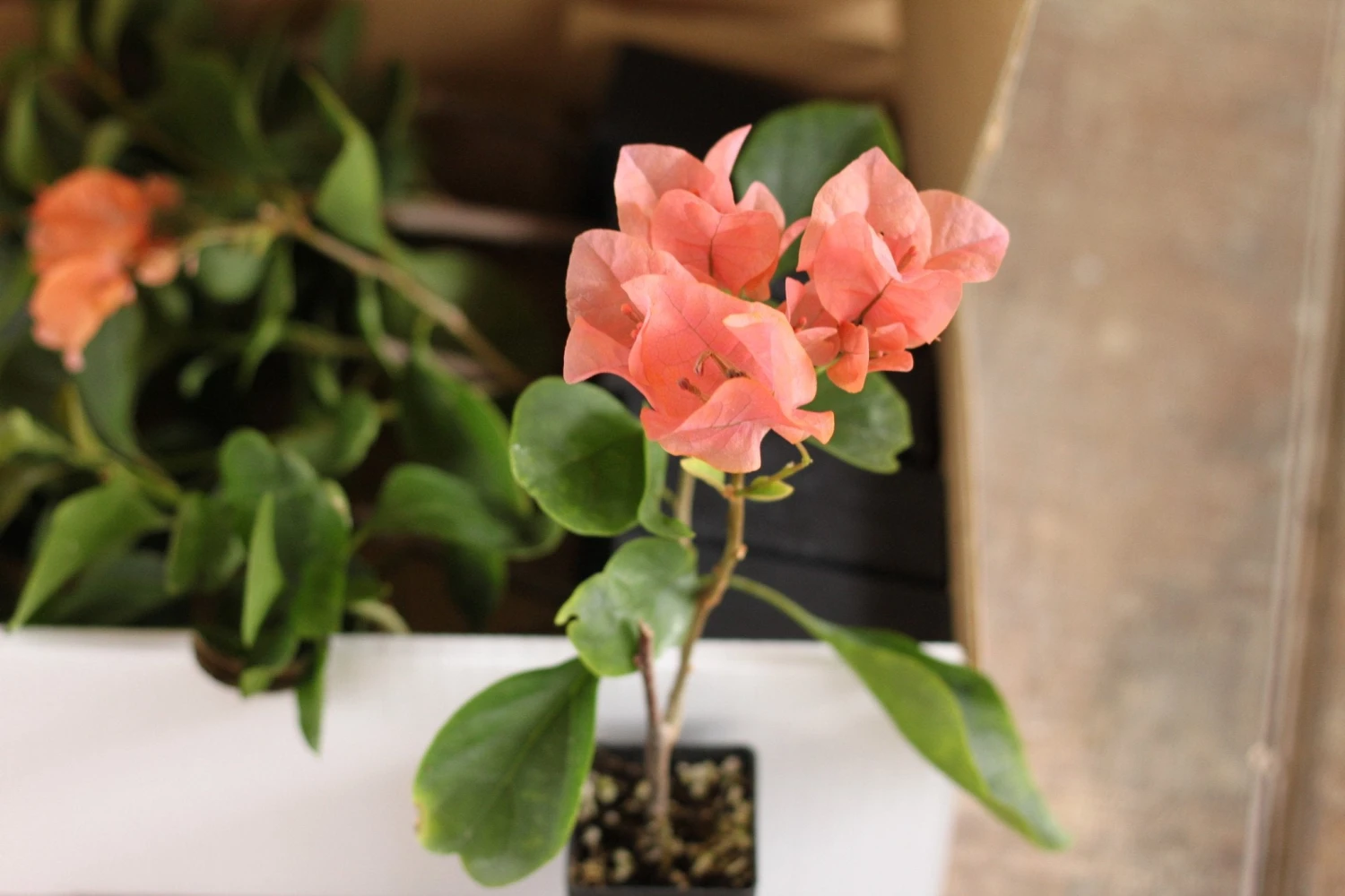 Bougainvillea Orange Glory - Image 4