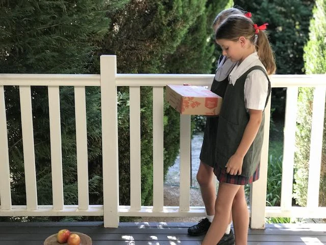 Back-To-School Classroom Box - Indoor Plants - Image 12