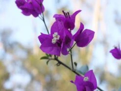Bougainvillea Purple Gypsy - 85mm