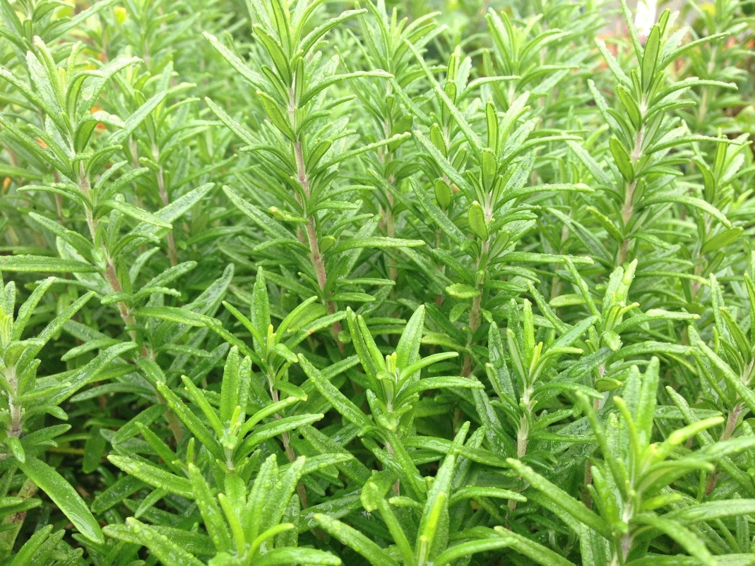 Rosemary Rosmarinus Officinalis - Image 3