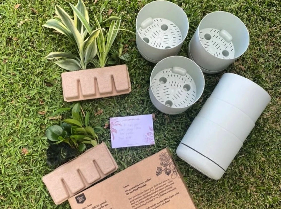 Back-To-School Classroom Box - Indoor Plants - Image 11